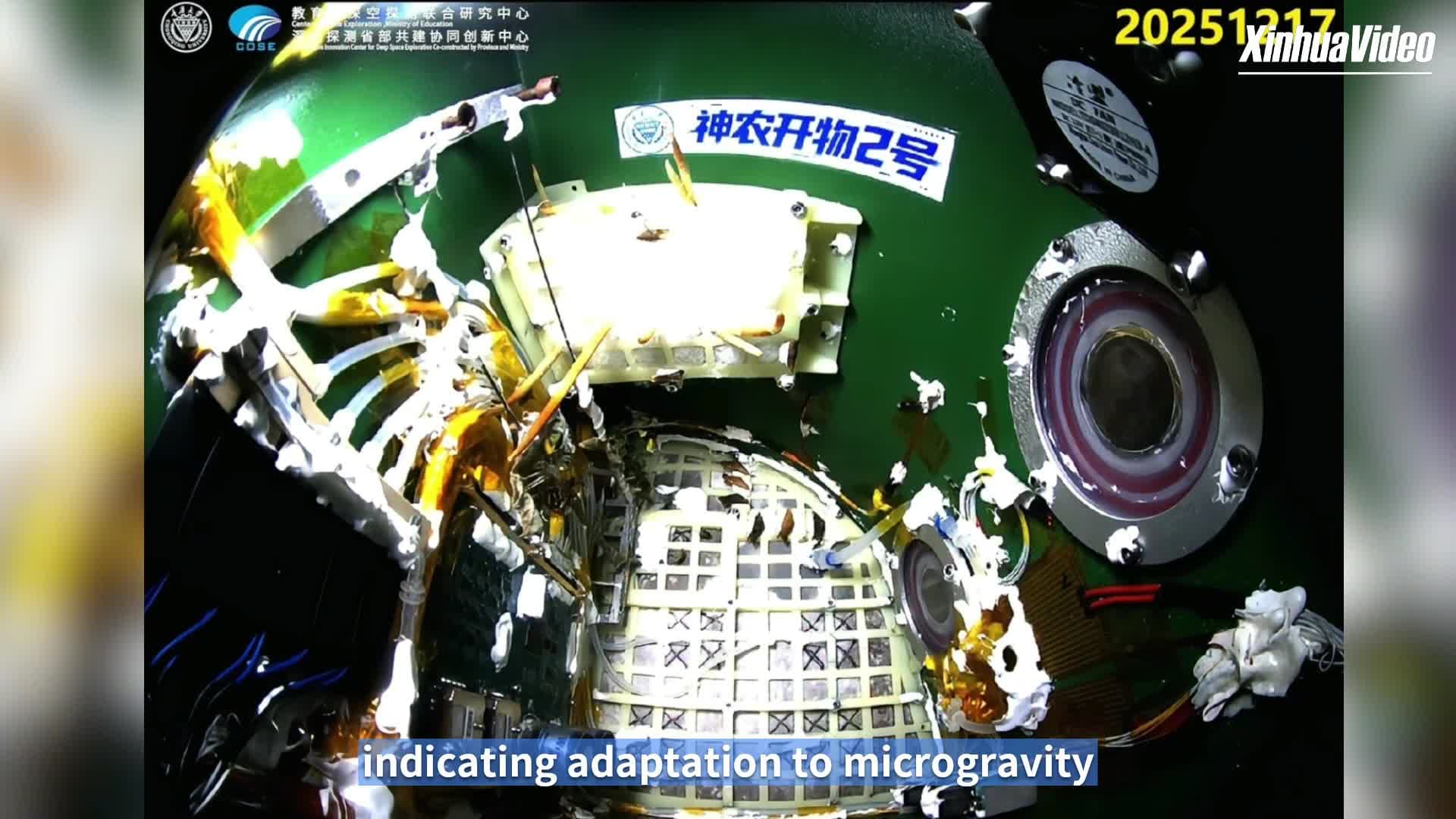 จีนฟัก 'ผีเสื้อ' ออกจากดักแด้ในอวกาศ ปูทางวิจัยสิ่งมีชีวิตอยู่รอดในภาวะไร้แรงโน้มถ่วง