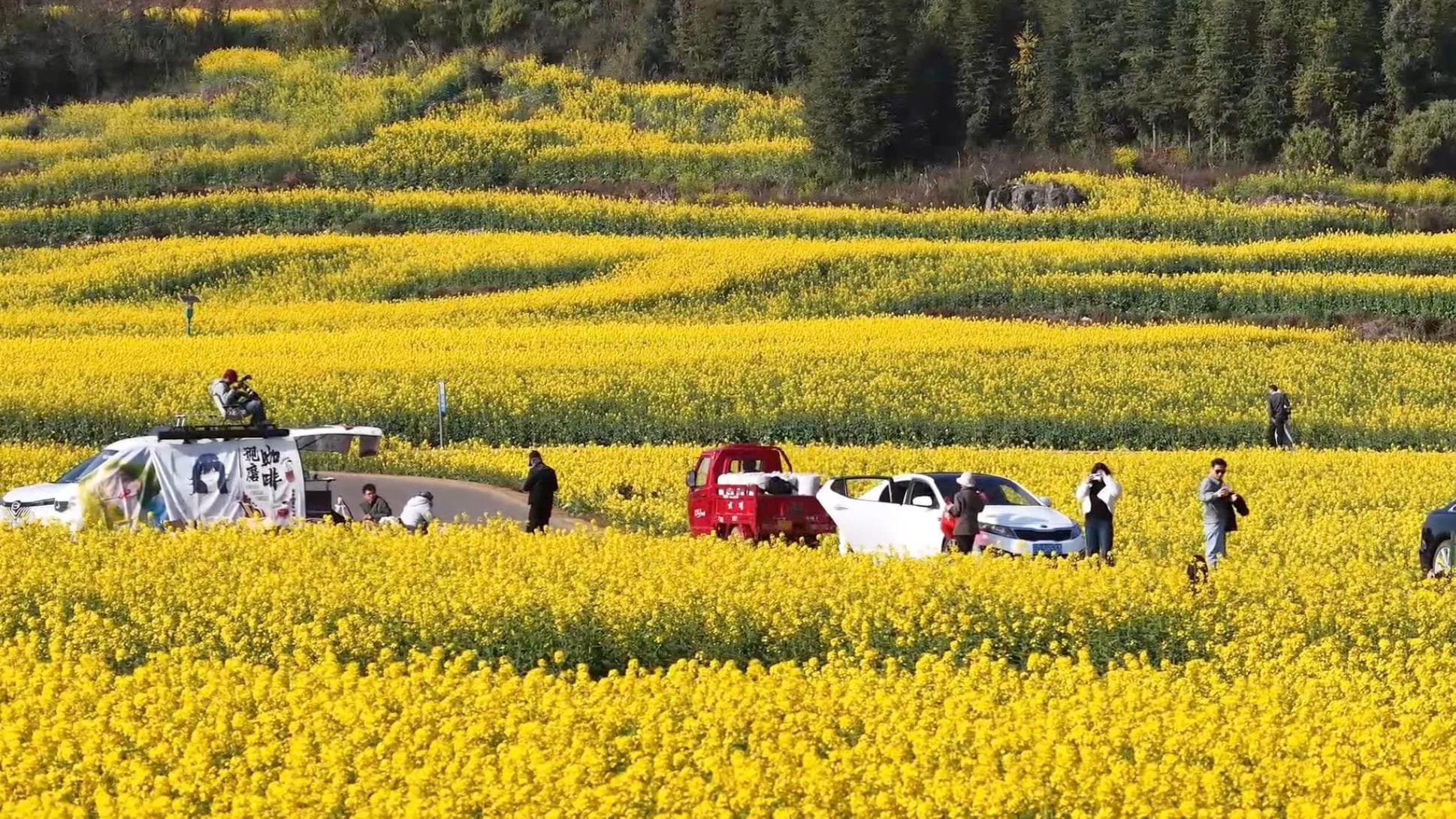 ทุ่งดอกผักกาดบานเหลืองอร่าม รับลมวสันต์ในยูนนาน