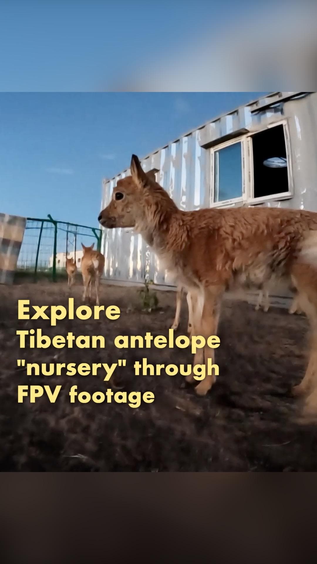 ท่อง 'สถานอนุบาล' แอนทิโลปทิเบต ผ่านสายตาเจ้าตัวเล็กในชิงไห่