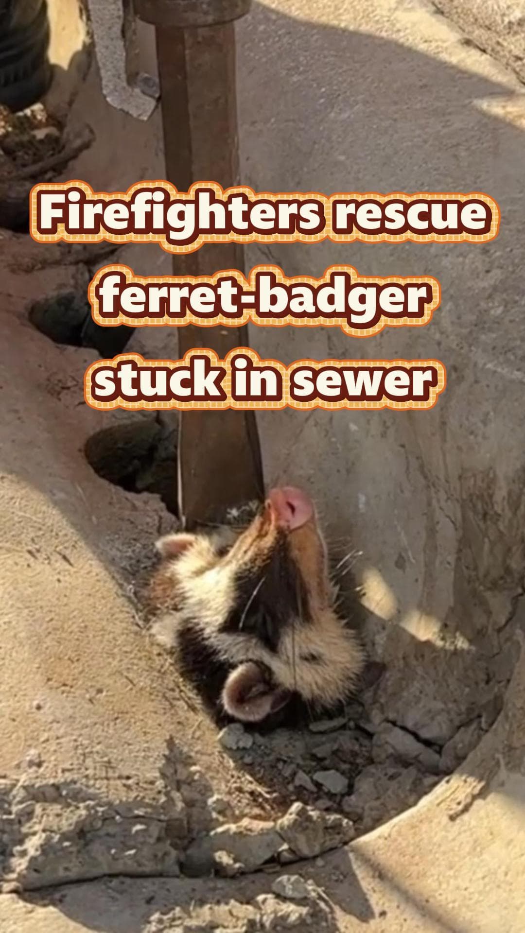 กู้ภัยช่วย 'หมาหริ่ง' ติดปากท่อในยูนนาน ก่อนมุดหนีหายปุ๊บปั๊บ