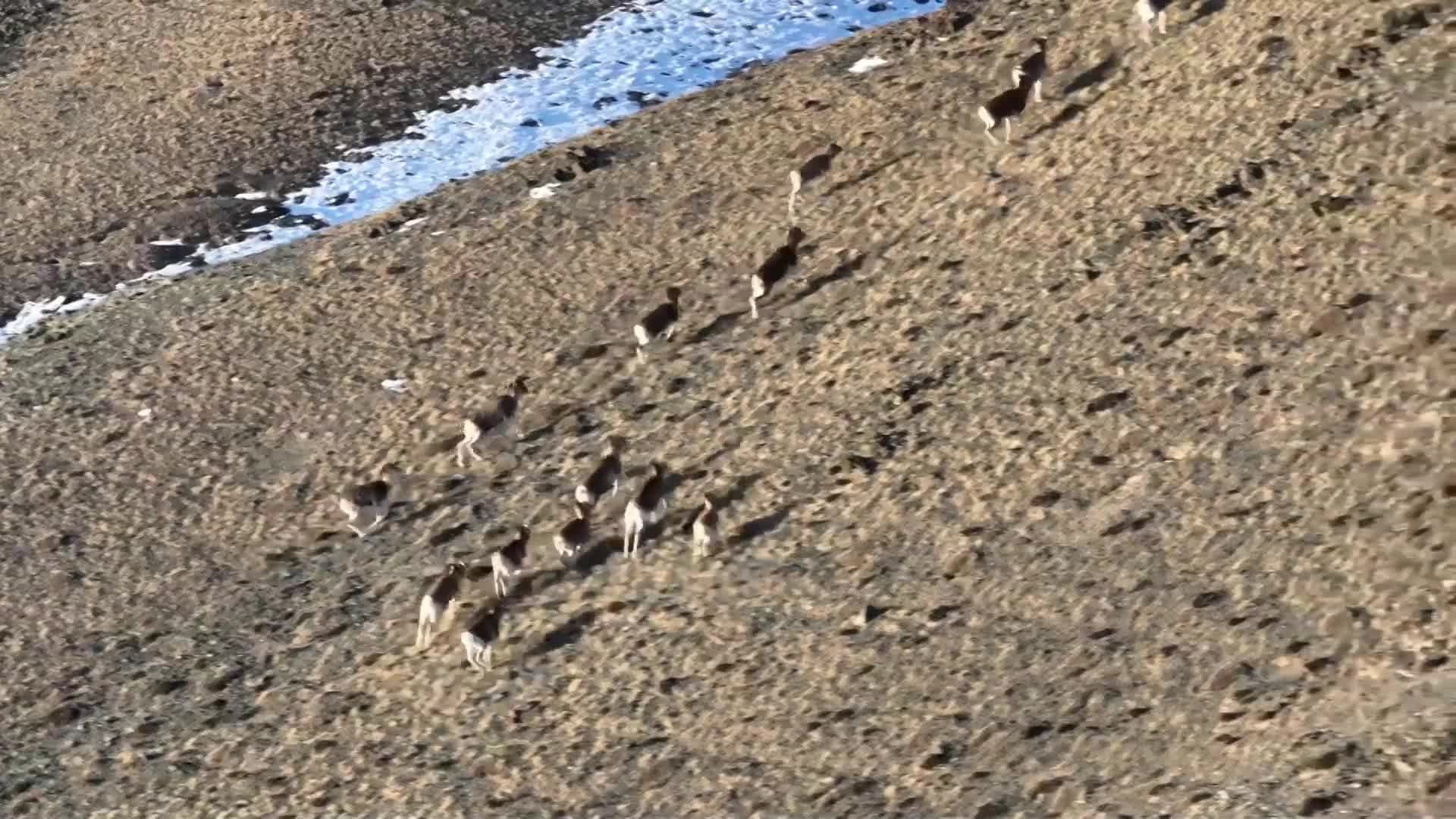 ฝูง 'แพะภูเขา' วิ่งไต่หน้าผาข้ามทุ่งหญ้าในซินเจียง