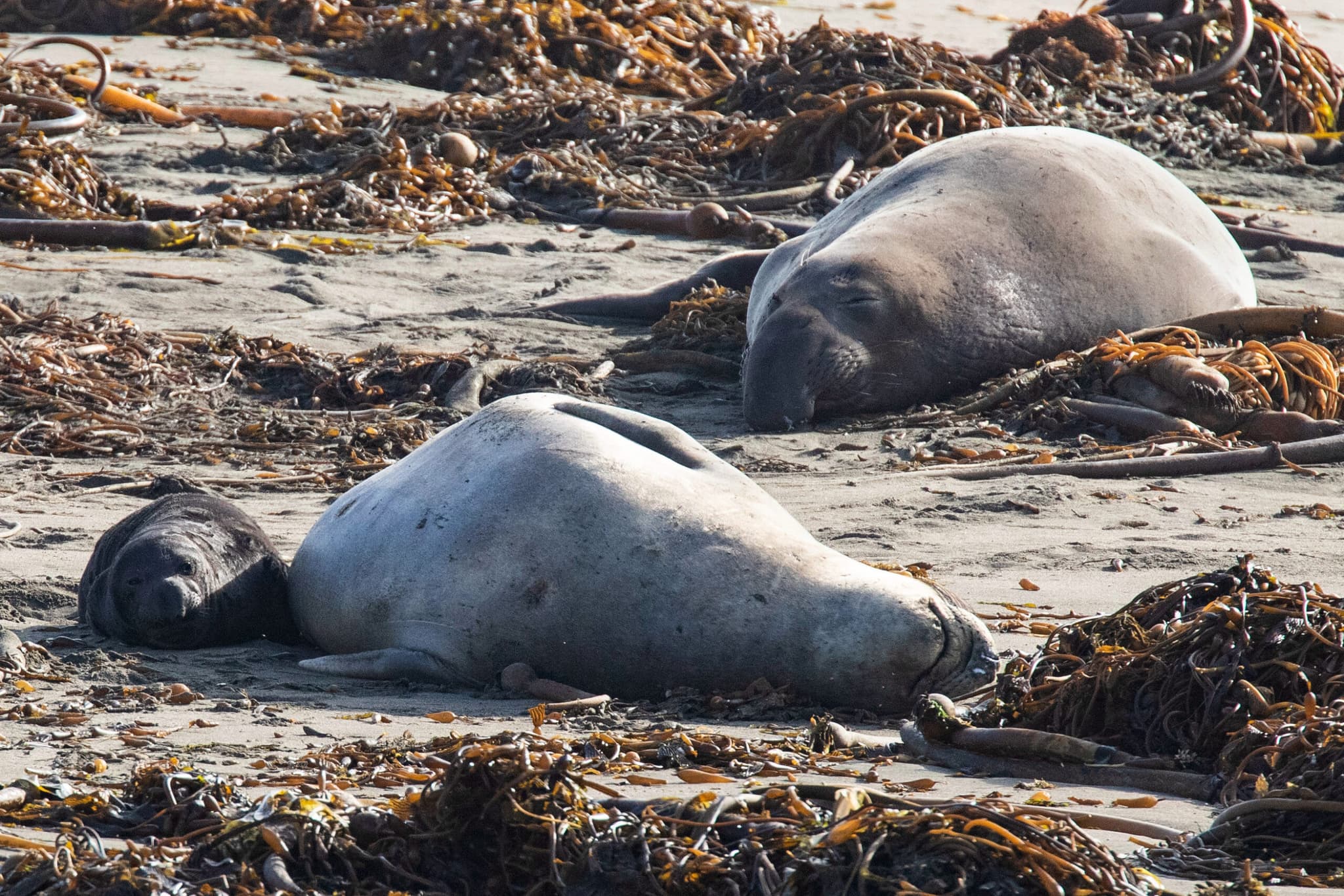 แคลิฟอร์เนียยืนยันพบไข้หวัดนกใน ‘แมวน้ำช้าง’ ครั้งแรก