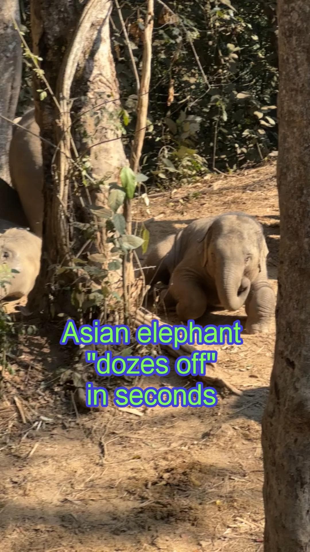 ยูนนานจับภาพ ‘ช้างเอเชีย’ ตัวน้อย ทิ้งตัวหลับป๊อกน่าเอ็นดู