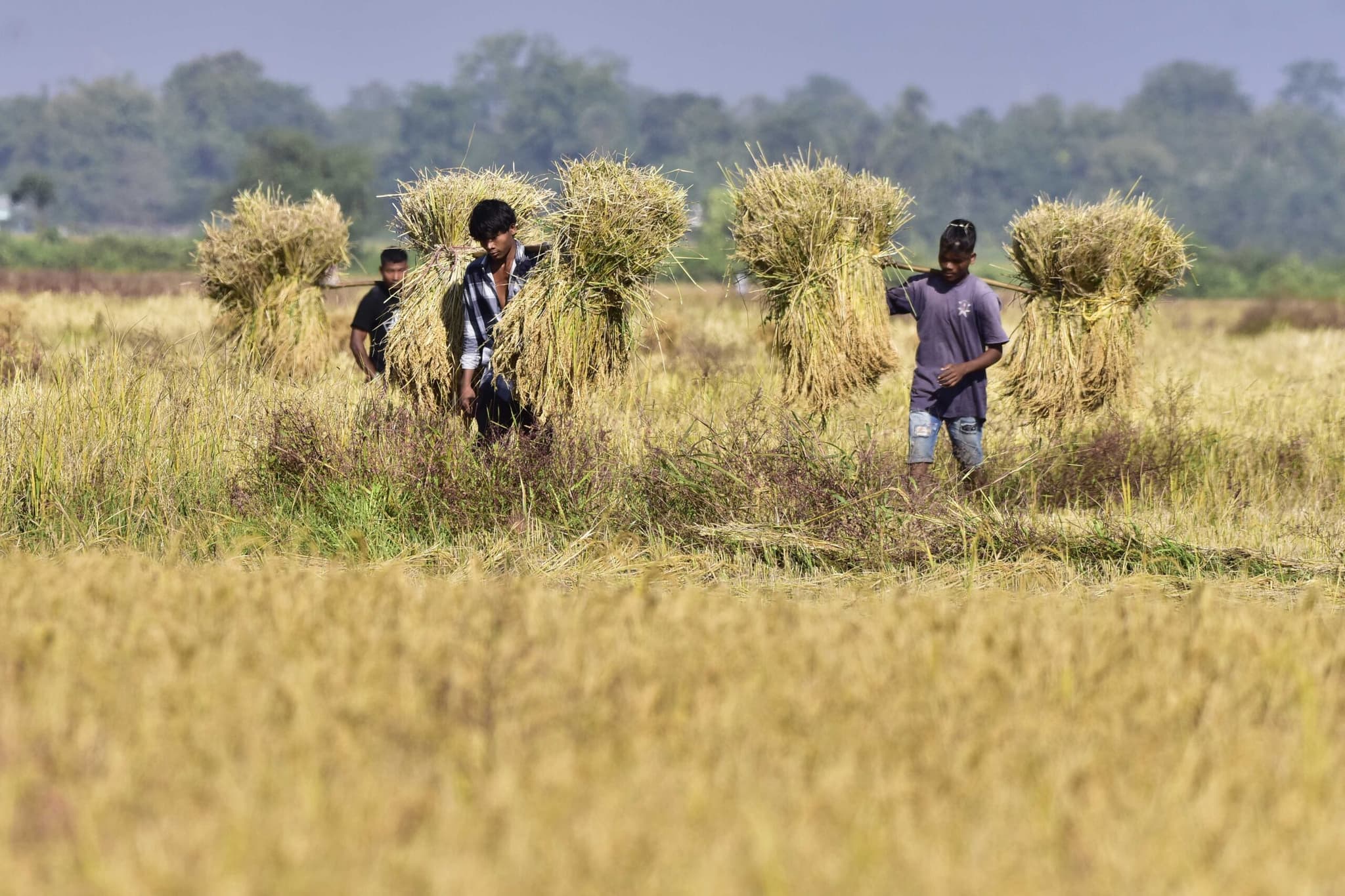 ทีมนักวิทย์ใช้ AI ปรับปรุง ‘พันธุ์ข้าว’ รับมือสภาพภูมิอากาศเปลี่ยนแปลง