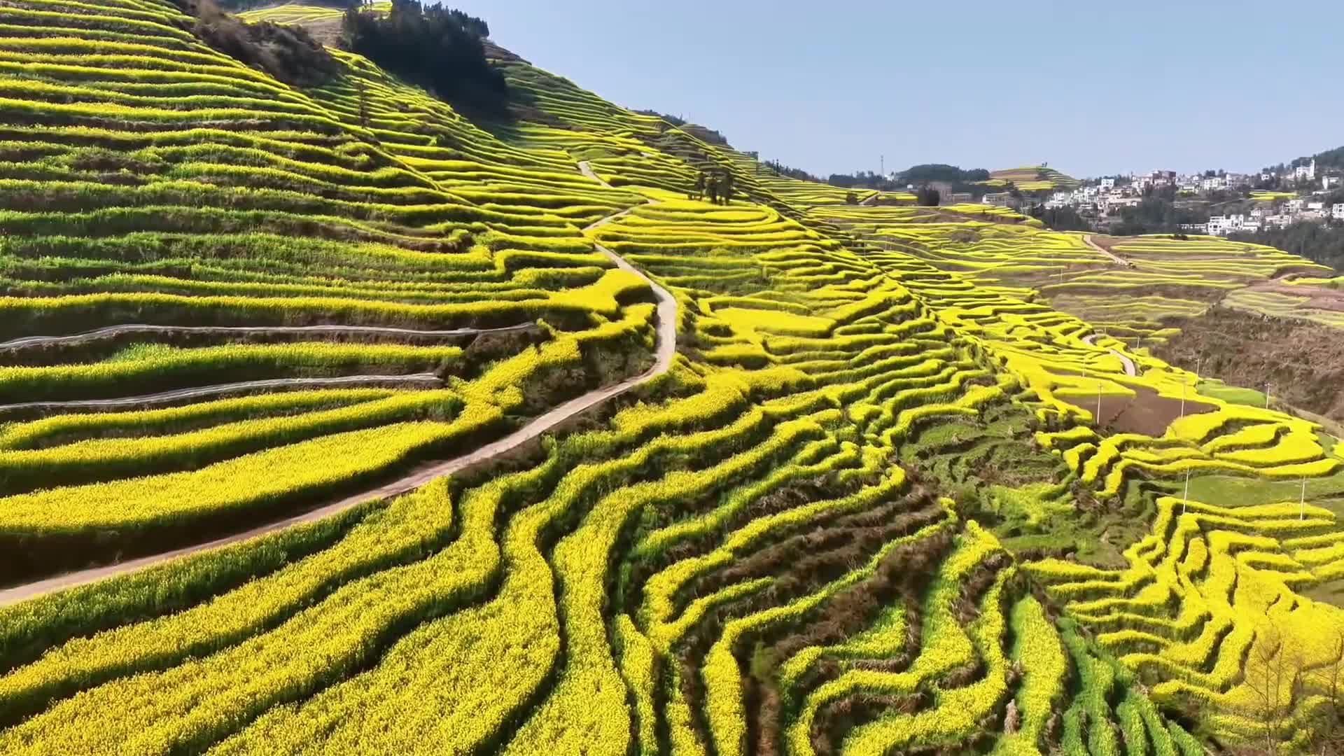 อาณาจักร ‘ดอกผักกาดก้านขาว’ ขั้นบันได เหลืองอร่ามงามตาในยูนนาน
