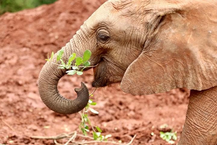 บ้าน ‘ช้างกำพร้า’ ในเคนยา เลี้ยงดูฝึกฝนส่งกลับป่า