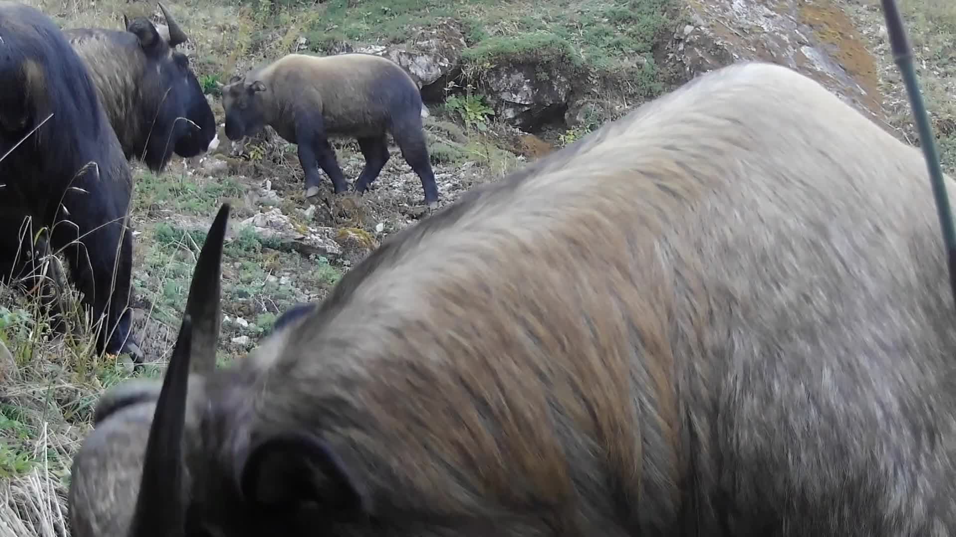 ส่องชีวิตฝูง 'ทาคิน' หายากหากินกลางป่าเขาในยูนนาน