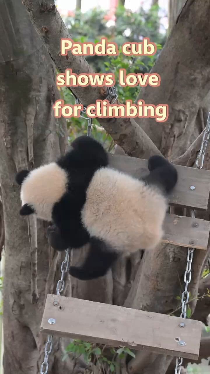 ลีลาปีนป่าย ‘เจ้าหนูแพนด้า’ ตัวกลมในฉงชิ่ง