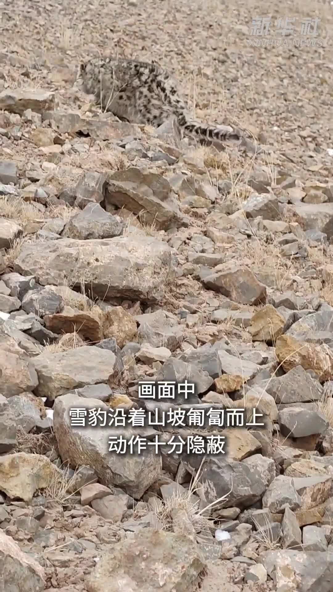 นเลี้ยงสัตว์ในชิงไห่จับภาพ ‘เสือดาวหิมะ’ เดินผ่านหน้าระยะใกล้