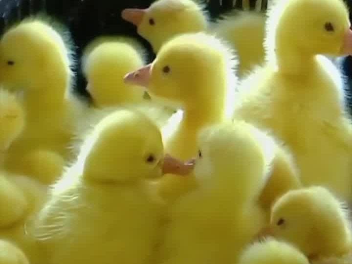 ลูกห่านขนนุ่มหลายพันตัว ฟักออกจากไข่ในเฮยหลงเจียง