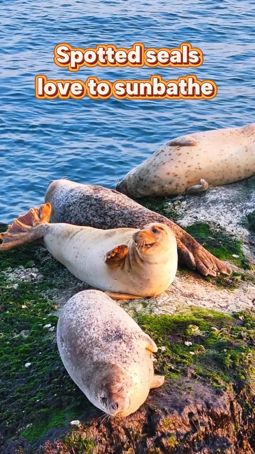 ‘แพนด้ายักษ์แห่งท้องทะเล’ นอนแผ่หลา อาบแดดสบายใจในซานตง