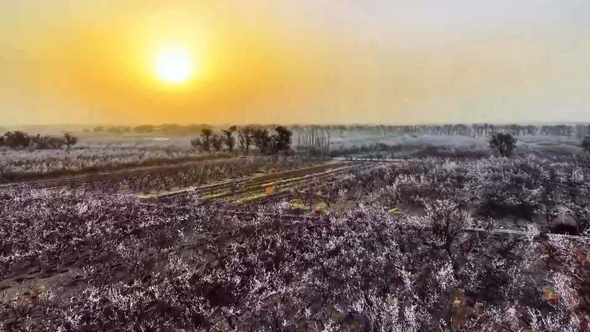 แสงอรุณส่อง ‘ทะเลดอกแอปริคอต’ ผลิบานสวยในซินเจียง