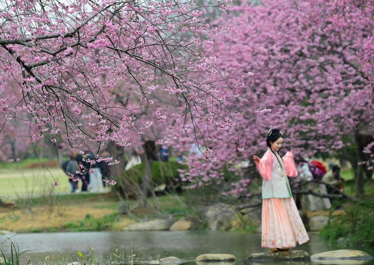 ดอกไม้สวยบานสะพรั่ง เติมสีสันฤดูใบไม้ผลิหลากมุมเมืองจีน