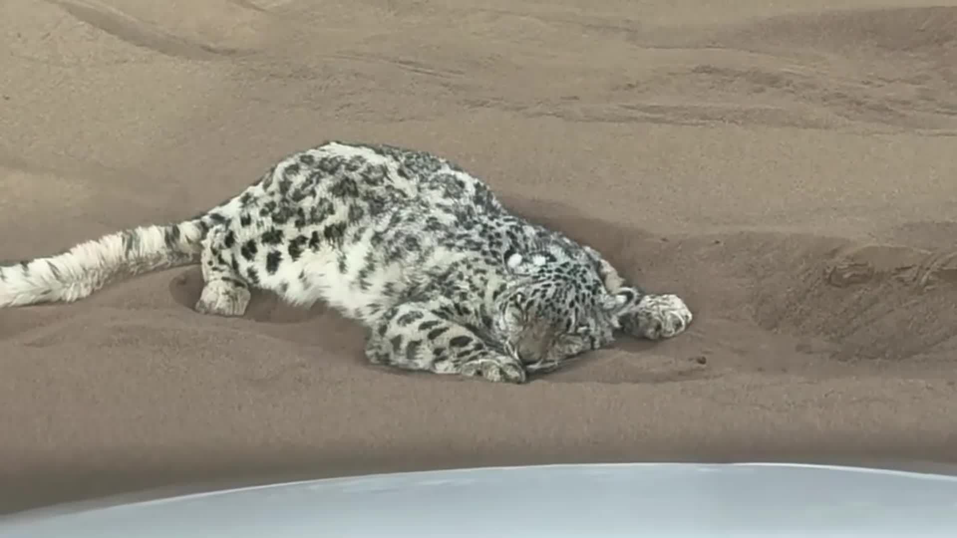 ‘เสือดาวหิมะ’ หลงทาง โผล่กลางทะเลทรายในซินเจียง ระดมกำลังช่วยกว่า 5 ชม.