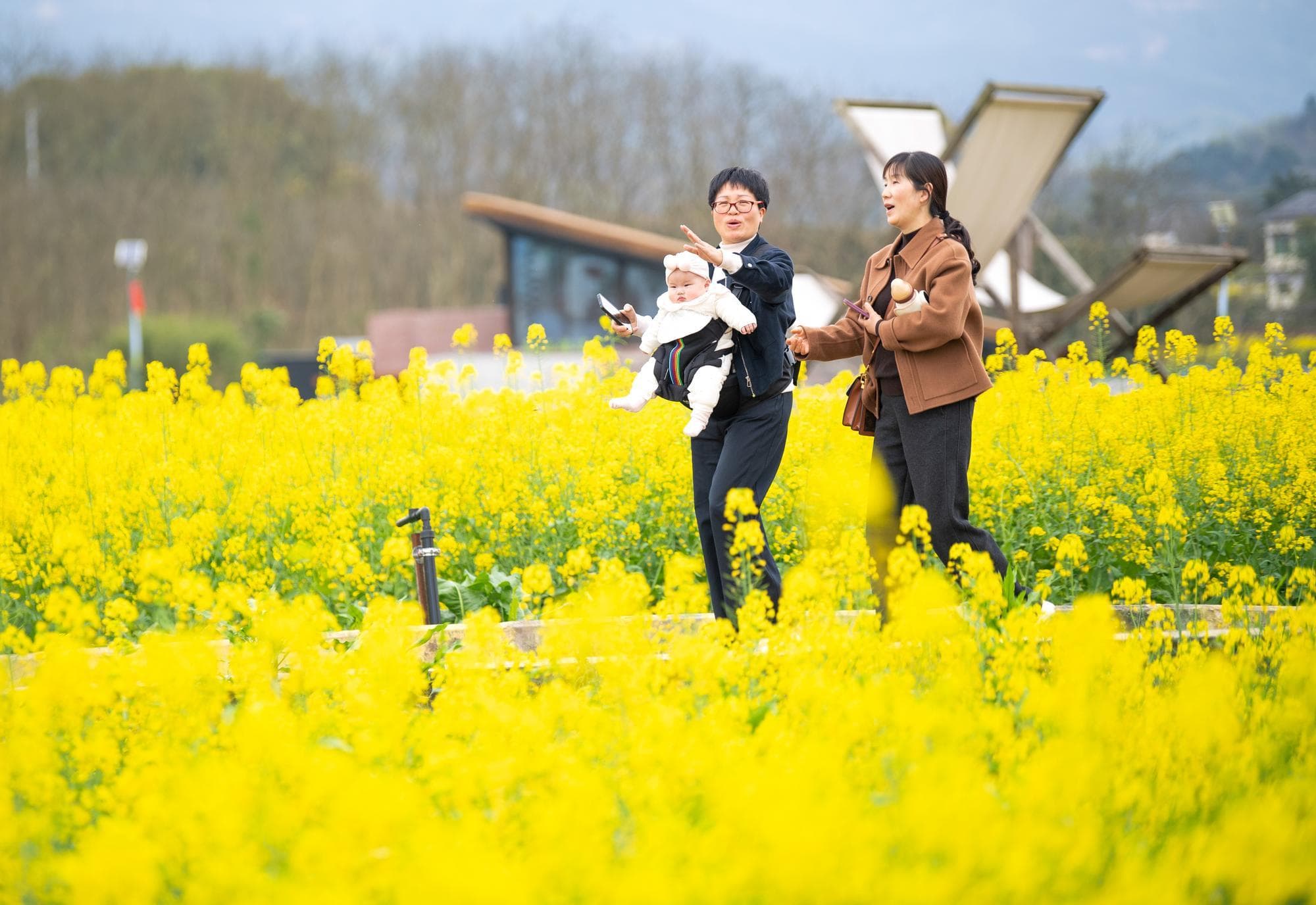นทท.เที่ยวชม ‘ดอกผักกาดก้านขาว’ เหลืองอร่ามในฉงชิ่ง