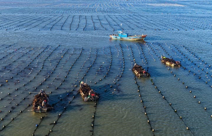 ชาวประมงเก็บ ‘สาหร่ายทะเล’ เต็มเรือในซานตง