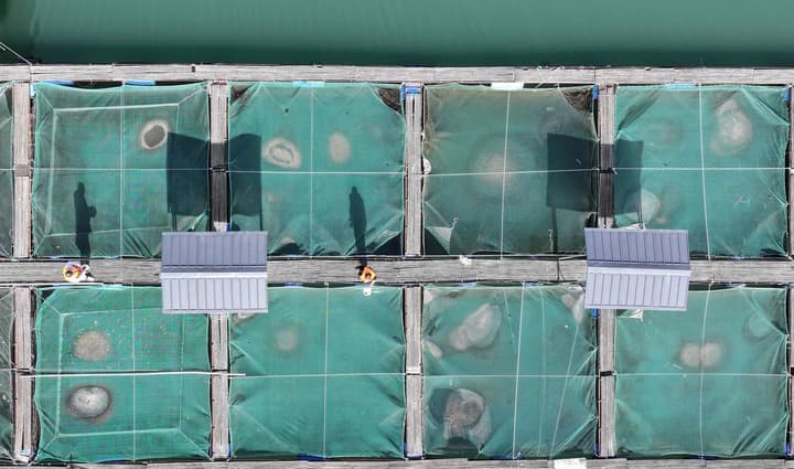 เกาะ ‘กระชังปลา’ กลางแม่น้ำแยงซี ฐานปรับสภาพก่อนปล่อยสู่ธรรมชาติ