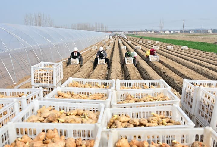 เกษตรกรลุยงานปลูก ‘ขิง’ ฤดูใบไม้ผลิในเหอเป่ย