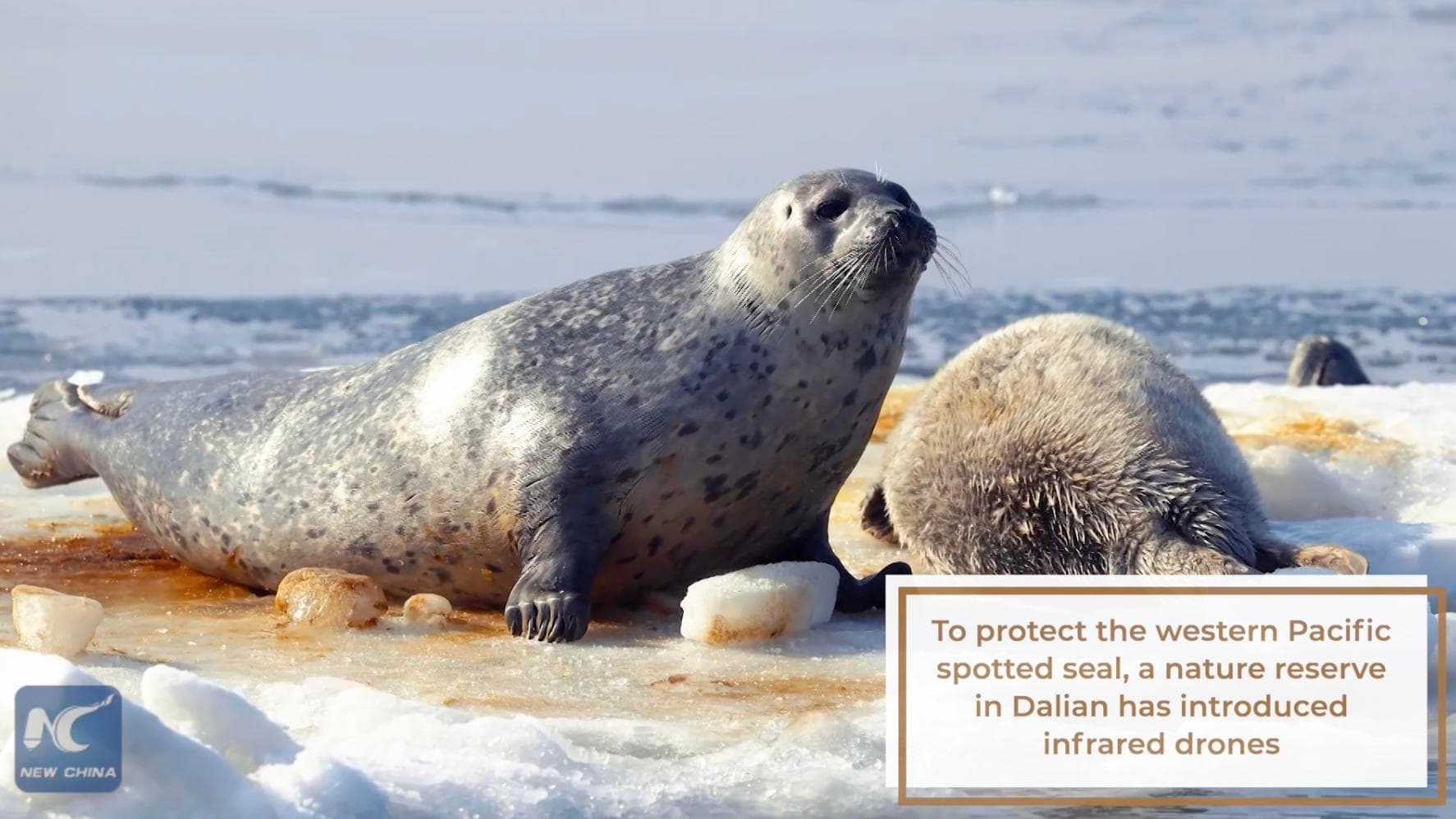 โดรนติดกล้องอินฟราเรด ช่วยงานอนุรักษ์ ‘แมวน้ำ’ ในต้าเหลียน