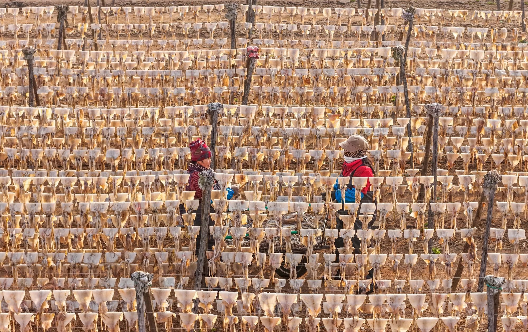 ละลานตา! ชาวบ้านตาก ‘ปลาหมึก’ เรียงรายกลางแดดในซานตง