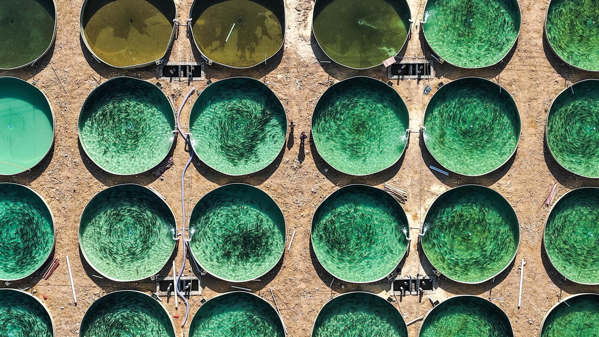 จากทะเลสู่หุบเขา ฟาร์ม ‘ปลาแซลมอน’ ในกุ้ยโจว ใช้น้ำเลี้ยงคุณภาพสูง