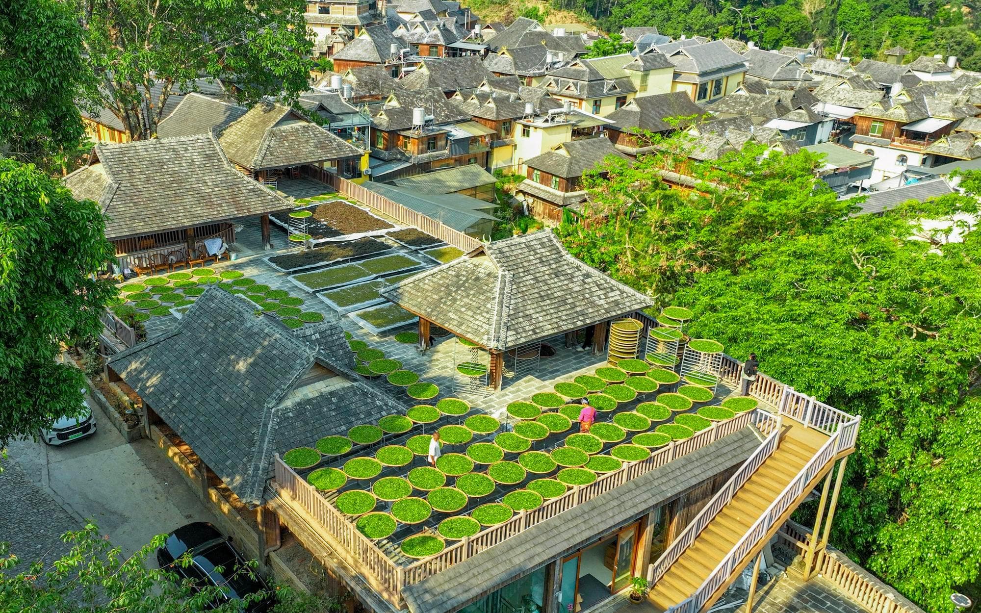 เกษตรกรยูนนานสืบสานวิธี ‘ตากใบชา’ รับแดดอุ่นบนหลังคา