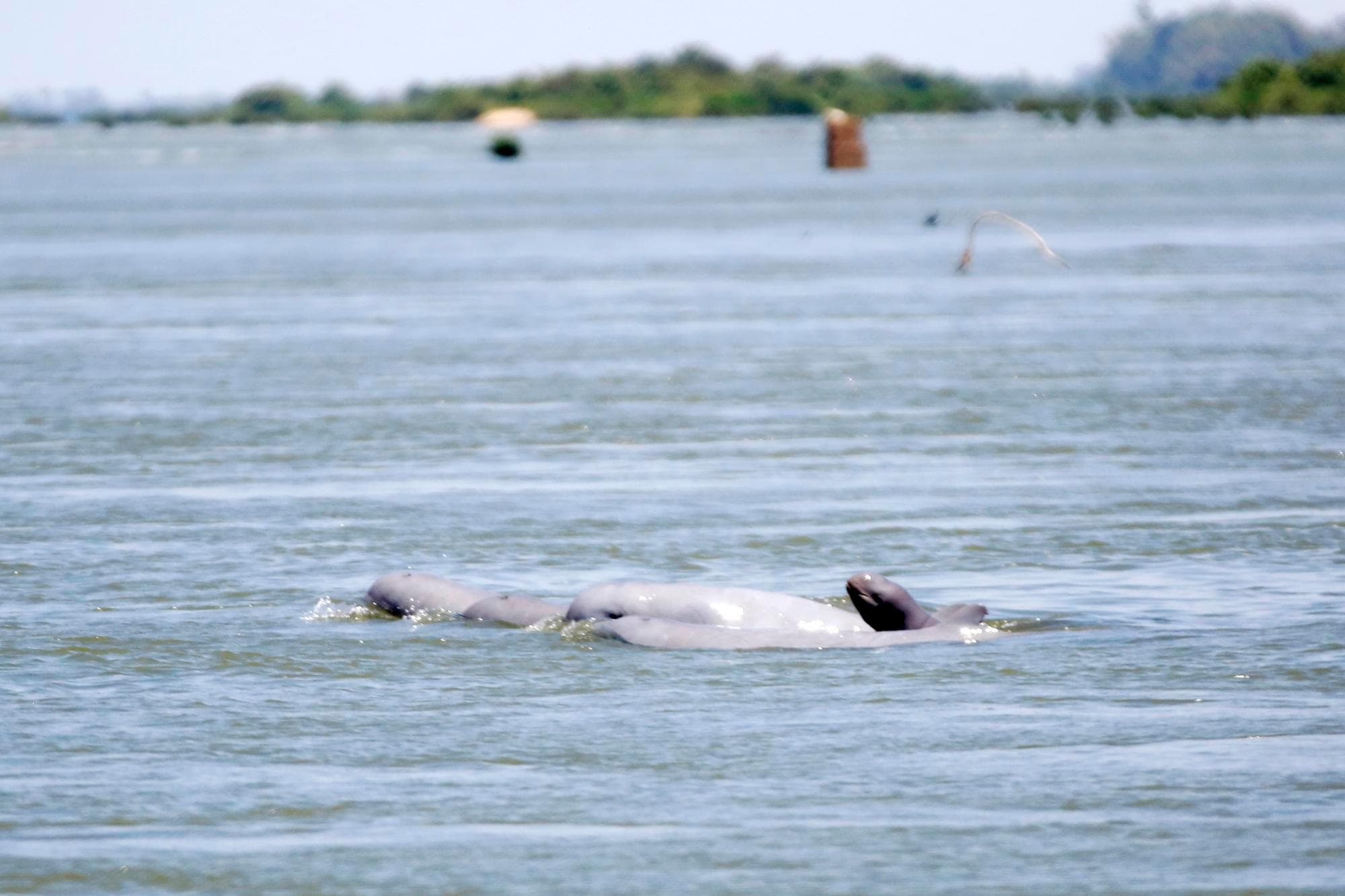 กัมพูชาพบ ‘โลมาอิรวดีแม่น้ำโขง’ เกิดใหม่ตัวที่ 4 ของปี 2026