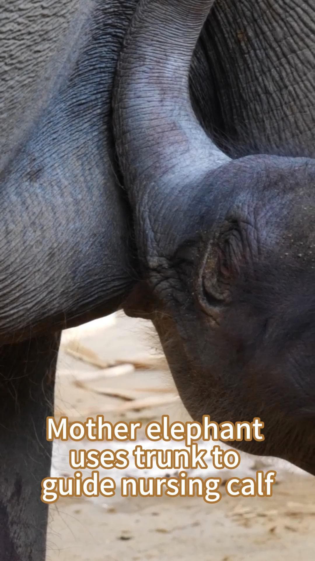 โมเมนต์แม่ช้างใช้งวงหยิกนม นำทางลูกช้างดูดกินในยูนนาน