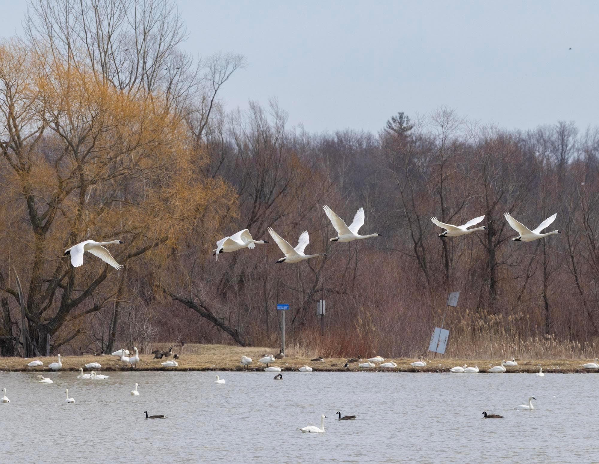 ฝูง ‘หงส์ทุนดรา’ สีขาวนวล แวะพักเติมพลังในแคนาดา