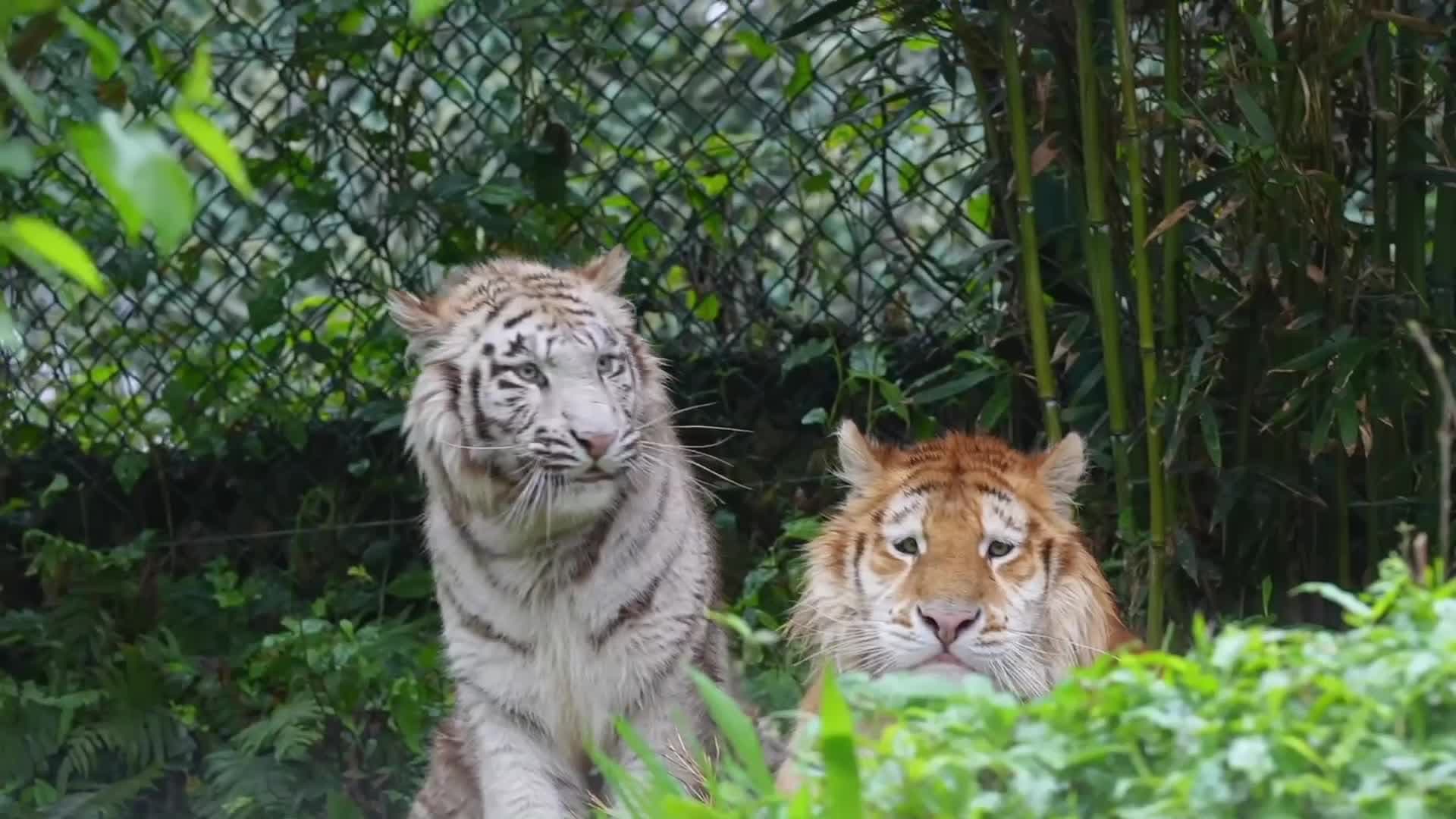 คู่หูเสือหน้ามึน-หน้าเหวี่ยงในฉงชิ่ง ไวรัลสร้างรอยยิ้มบนโลกออนไลน์