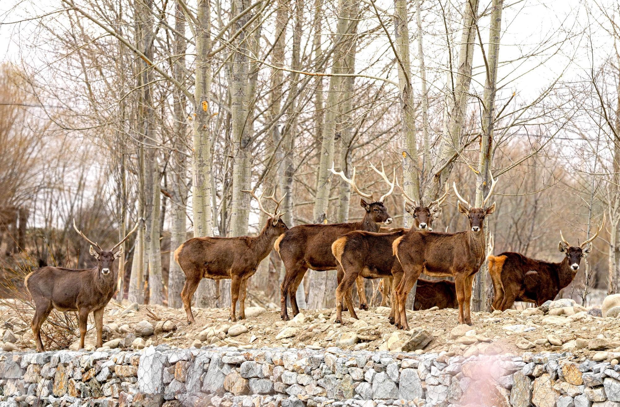 ฝูง ‘กวางปากขาว’ เขาสวย เยือนหมู่บ้านคนในซีจ้าง