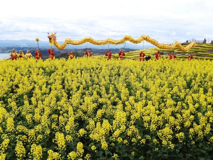 ท้องทุ่ง ‘ดอกผักกาดก้านขาว’ กระตุ้นท่องเที่ยวในเสฉวน