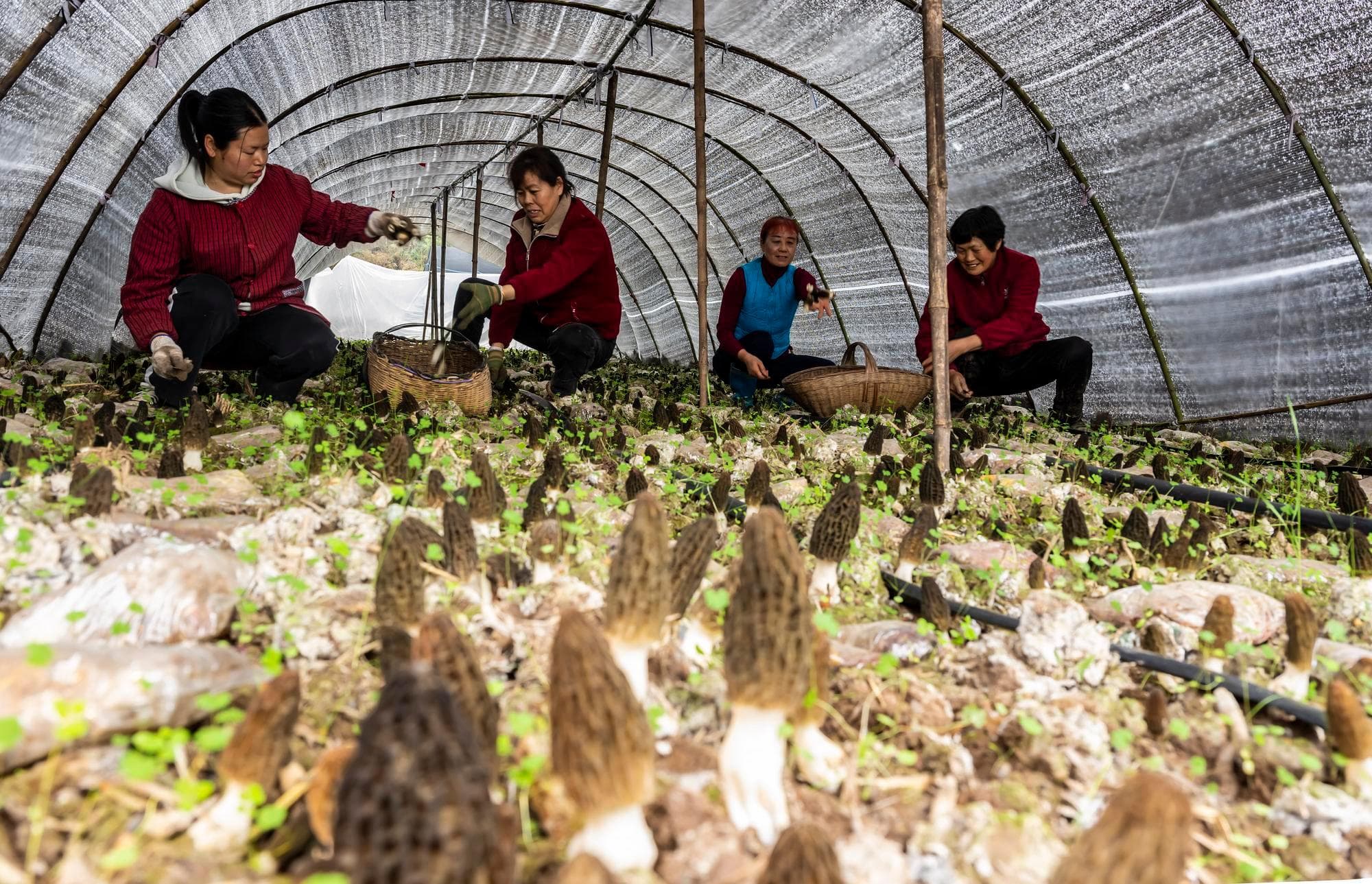 อุตสาหกรรม ‘เห็ดกระเพาะแพะ’ พัฒนาเศรษฐกิจ-ฟื้นฟูชนบทในหูเป่ย