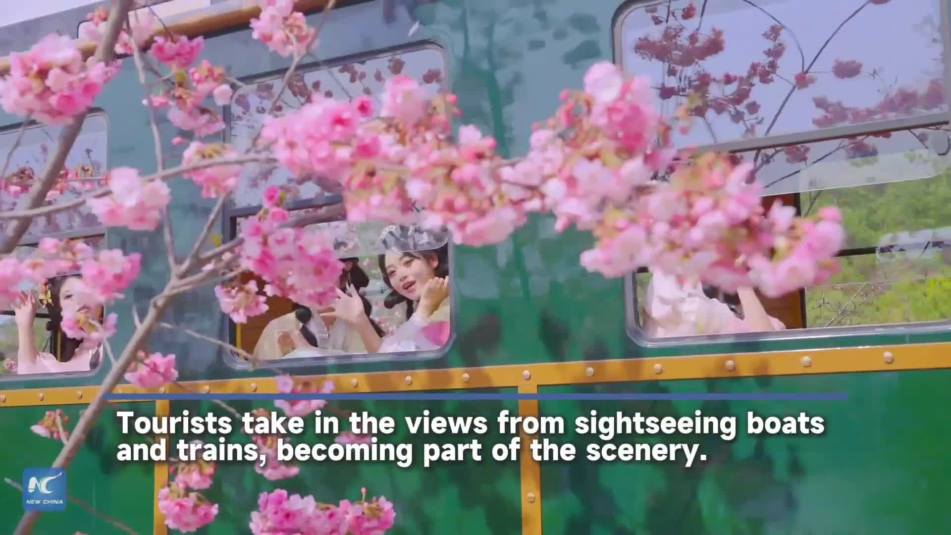 ขึ้นรถไฟ ล่องเรือชม ‘ดอกซากุระ’ สีชมพูสดใสในยูนนาน