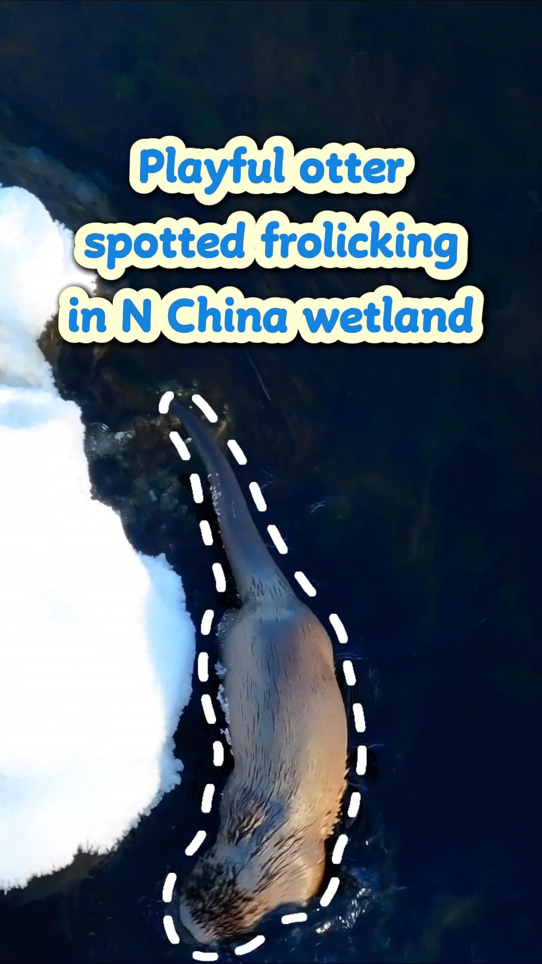 นากน้อยกลิ้งบนหิมะ-ดำน้ำเล่น โผล่รับฤดูใบไม้ผลิในมองโกเลียใน