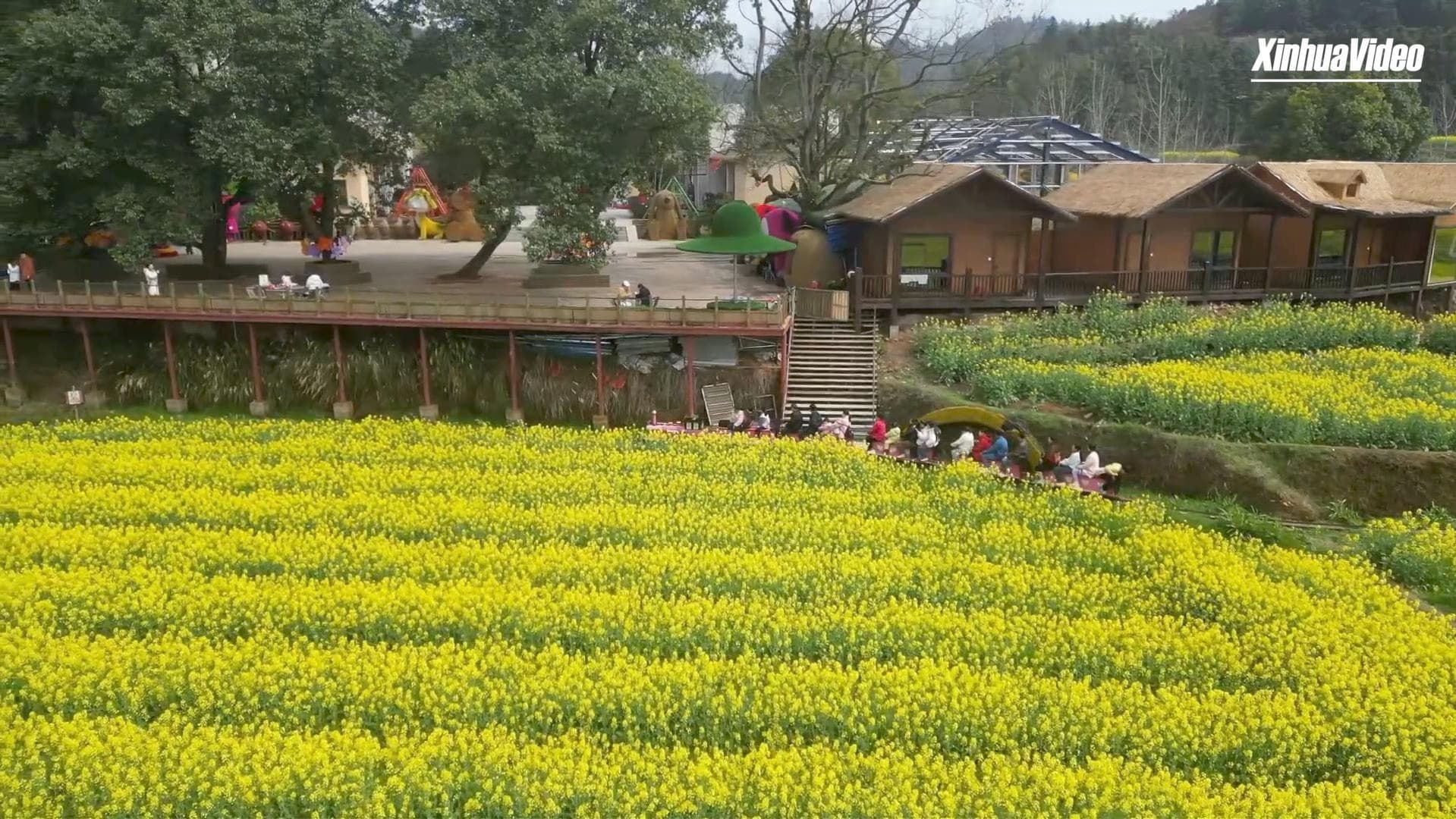 อาณาจักร ‘ดอกไม้’ บานสะพรั่ง กระตุ้นเศรษฐกิจในหูหนาน