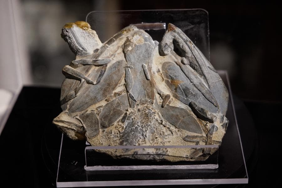 จีนพบฟอสซิลปลาโบราณ จิ๊กซอว์ชิ้นสำคัญของวิวัฒนาการ ‘จากปลาสู่มนุษย์’