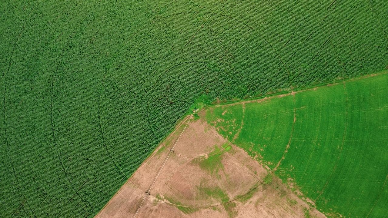 ฟาร์มเพาะปลูก ‘วงกลมเขียวยักษ์’ แปลกตาในแอฟริกาใต้