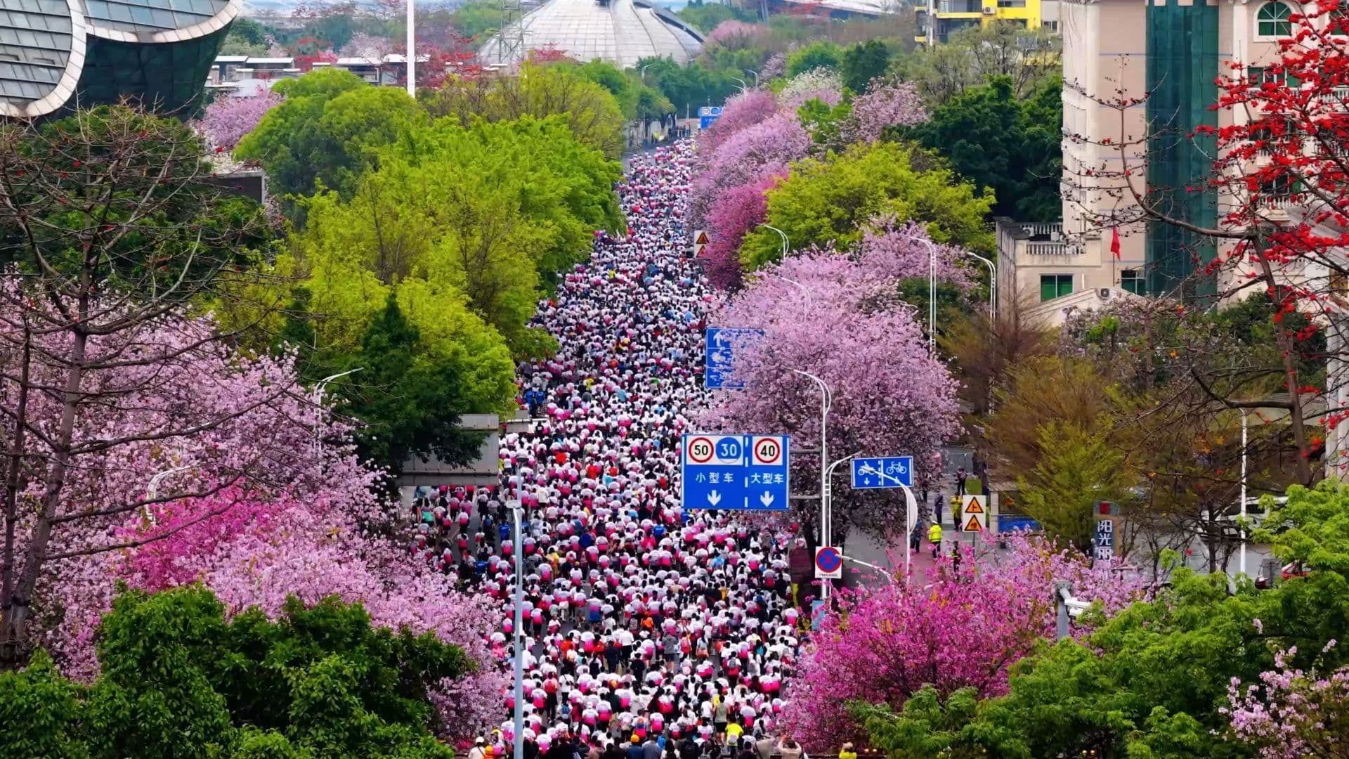 นักวิ่ง 18,000 คนวิ่งกลางดงชงโคสีชมพู เส้นทางวิ่งสีหวานในกว่างซี