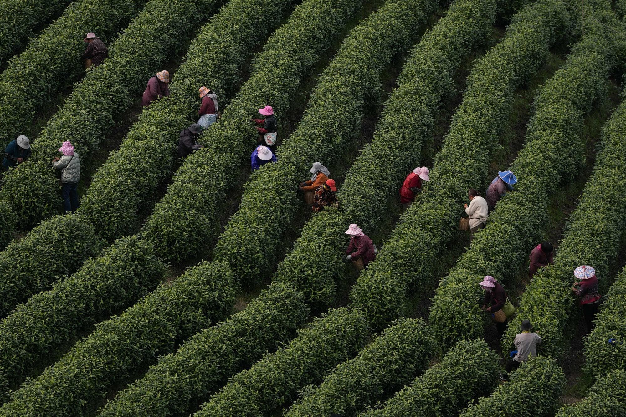 ฤดูเก็บเกี่ยว ‘ชาขาว’ ในอันจี๋ ดันท่องเที่ยว-อุตฯ สร้างเงินมหาศาล