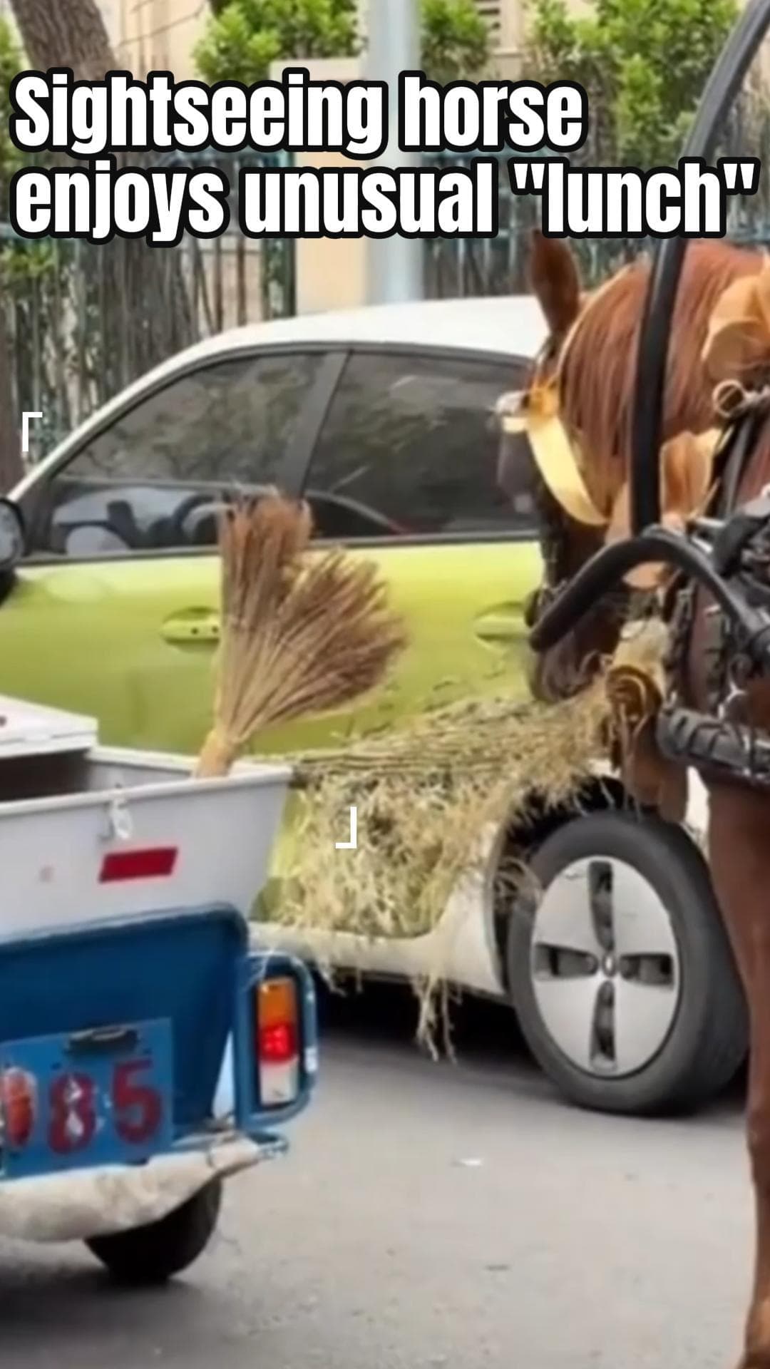 ชาวเน็ตจับภาพ ‘ม้าลากรถชมวิว’ ในเทียนจิน แอบแทะไม้กวาดคนกวาดถนน