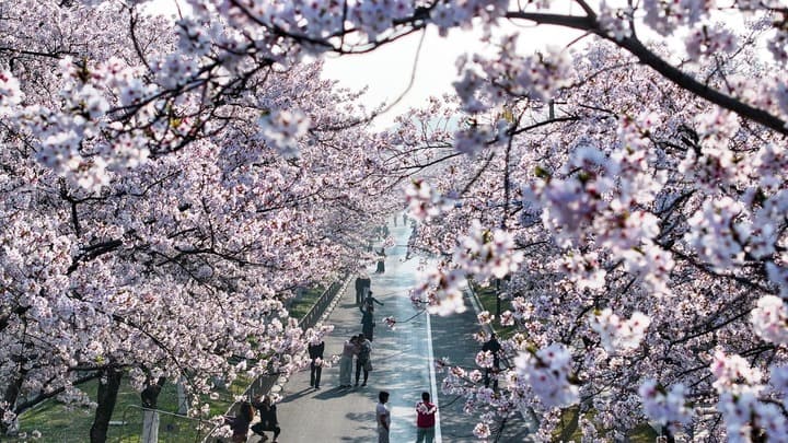 เที่ยวเพลิน พักกายใจ ‘วันหยุดเช็งเม้ง’ กลางฤดูใบไม้ผลิในจีน