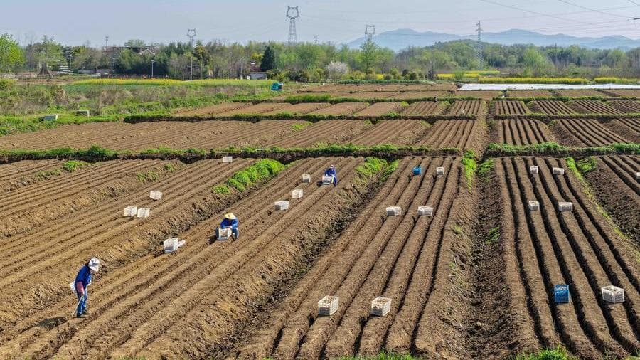 GLOBALink : ส่องการปลูก ‘ขิงขาวถงหลิง’ ในอันฮุย มรดกการเกษตร 2,000 ปี