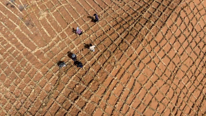 คนงานจีนเดินหน้าสร้าง ‘ตารางหมากรุกยักษ์’ ควบคุมทะเลทรายในหนิงเซี่ย