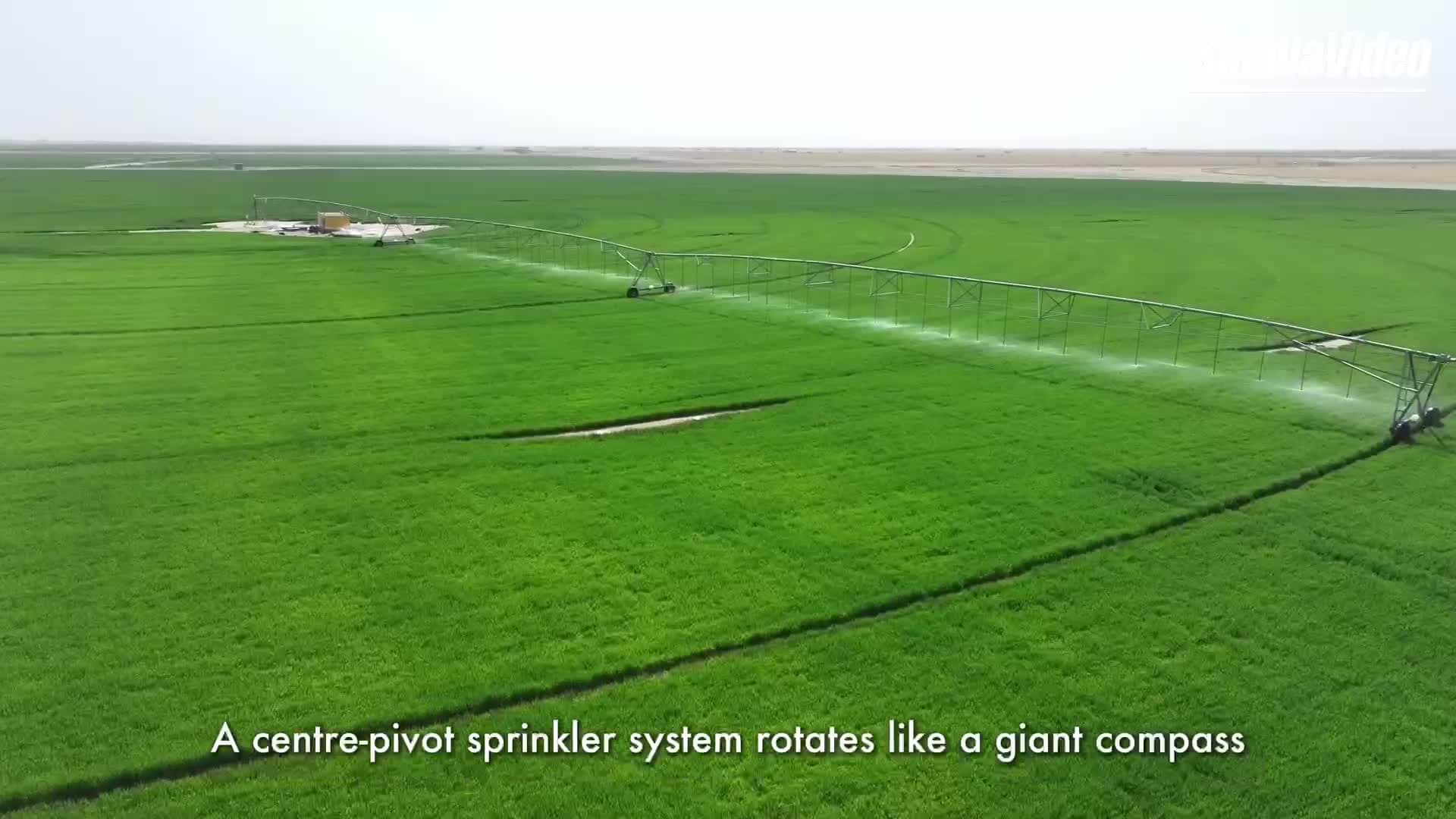 ซินเจียงผุดโซนทุ่งปลูก ‘ข้าวสาลีฤดูหนาว’ กลมยักษ์ งอกงามกลางทะเลทราย