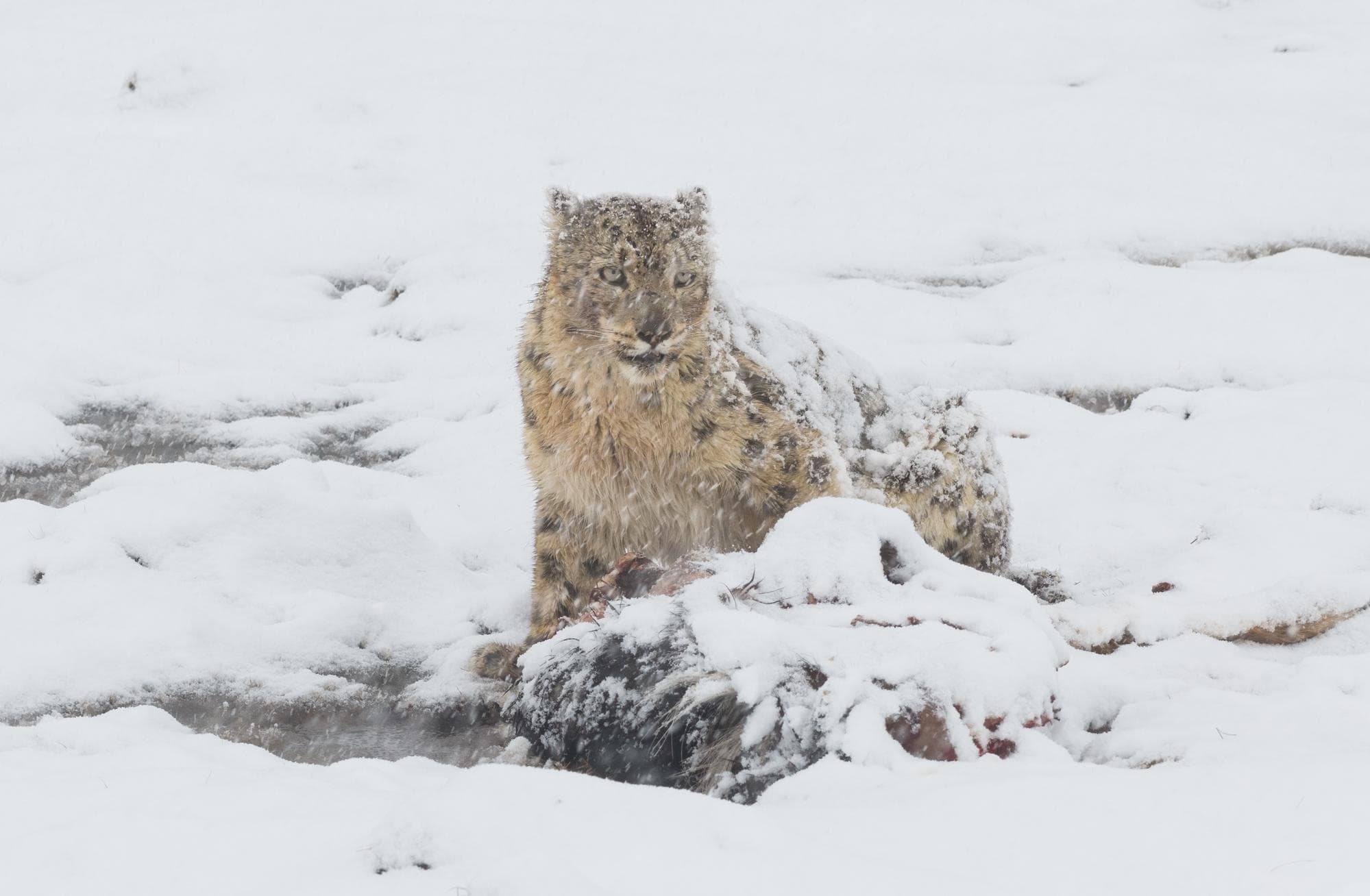 ตากล้องจีนจับภาพ ‘เสือดาวหิมะ’ ขย้ำเหยื่อกลางหิมะในเสฉวน