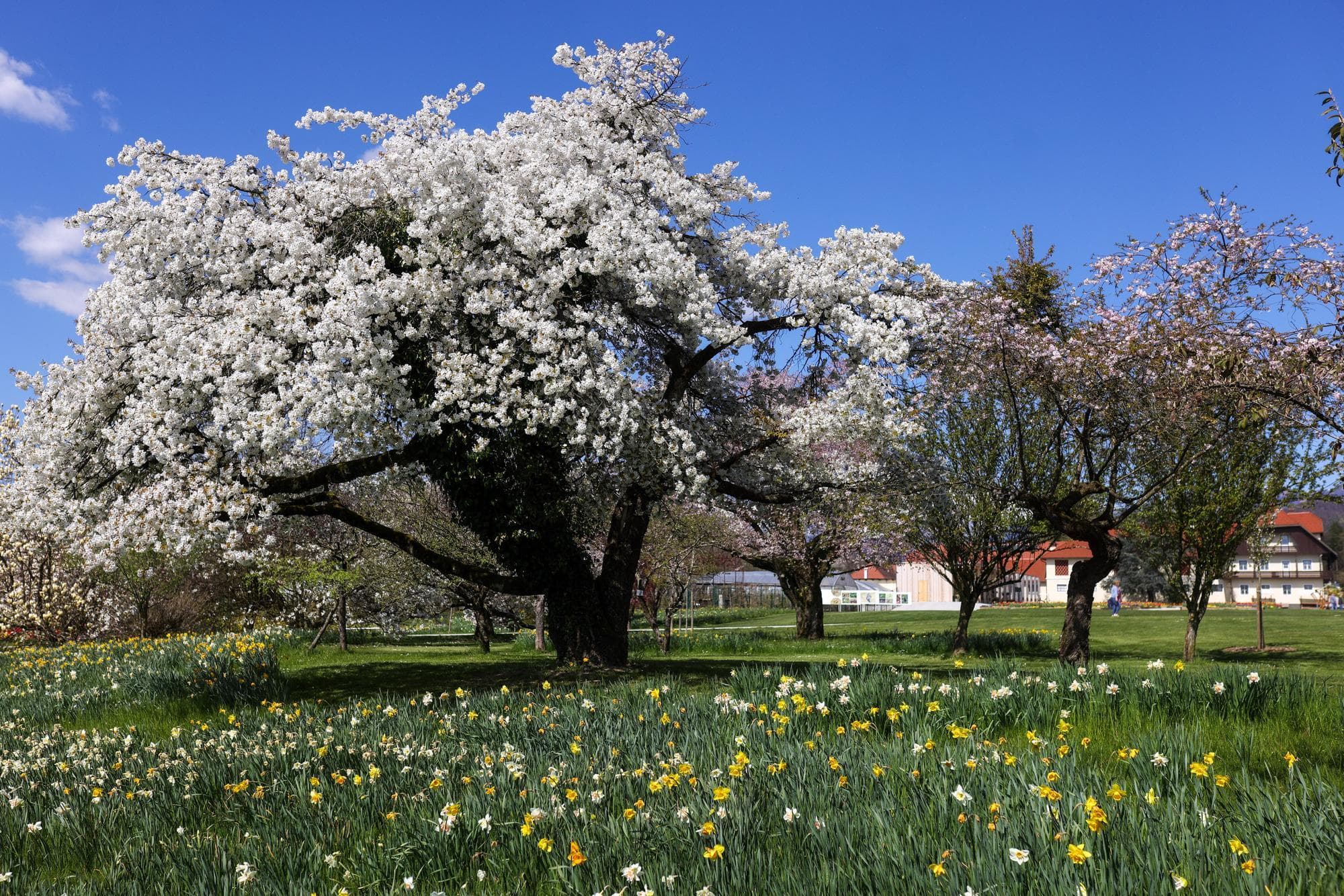 สโลวีเนียเปิดสวนพฤกษศาสตร์ โชว์ ‘ทุ่งดอกไม้’ รับฤดูใบไม้ผลิ