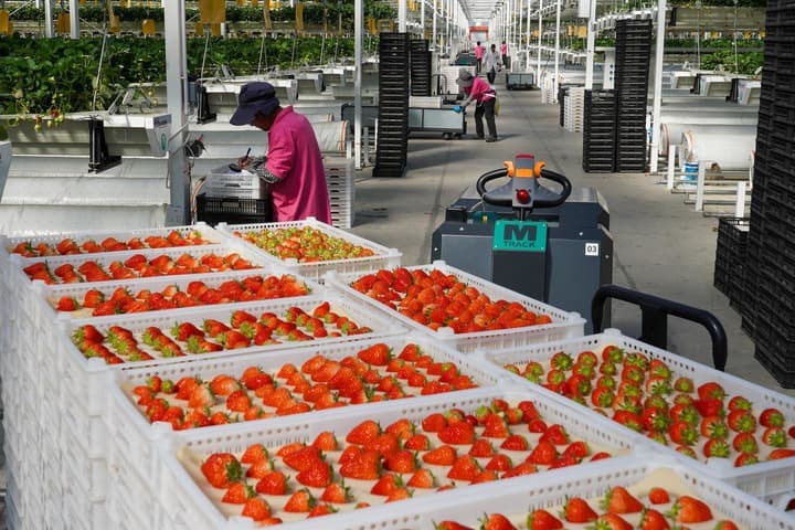 ส่องเรือนกระจกปลูก ‘สตรอว์เบอร์รี’ แบบแขวนลอยในซานตง