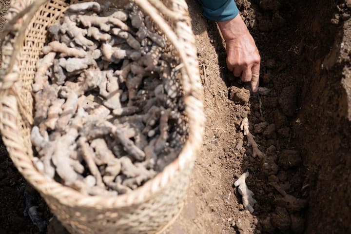 ส่องการปลูก ‘ขิงขาวถงหลิง’ ในอันฮุย มรดกการเกษตร 2,000 ปี