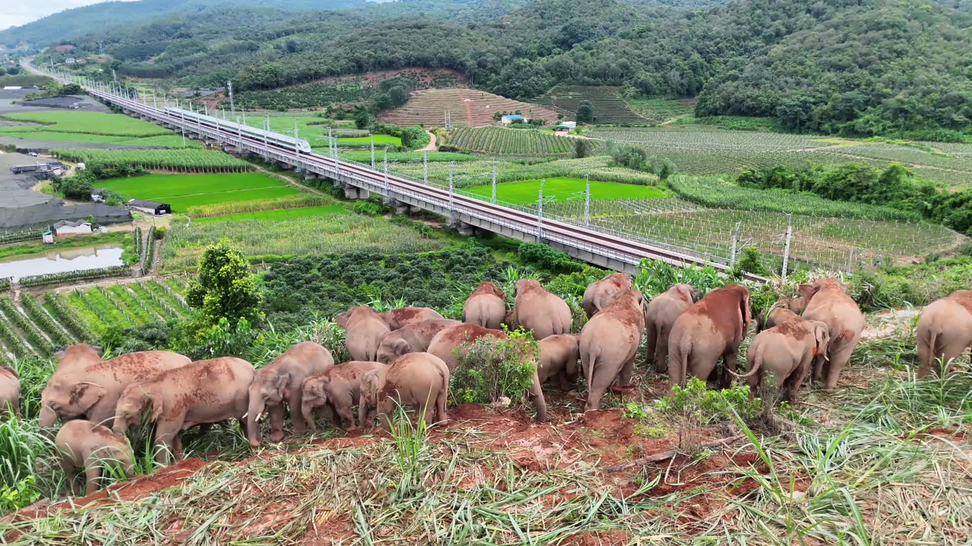 ม้าเหล็กเร็วสูงวิ่งผ่านโขลงช้างป่า ผสานธรรมชาติคู่ความทันสมัย